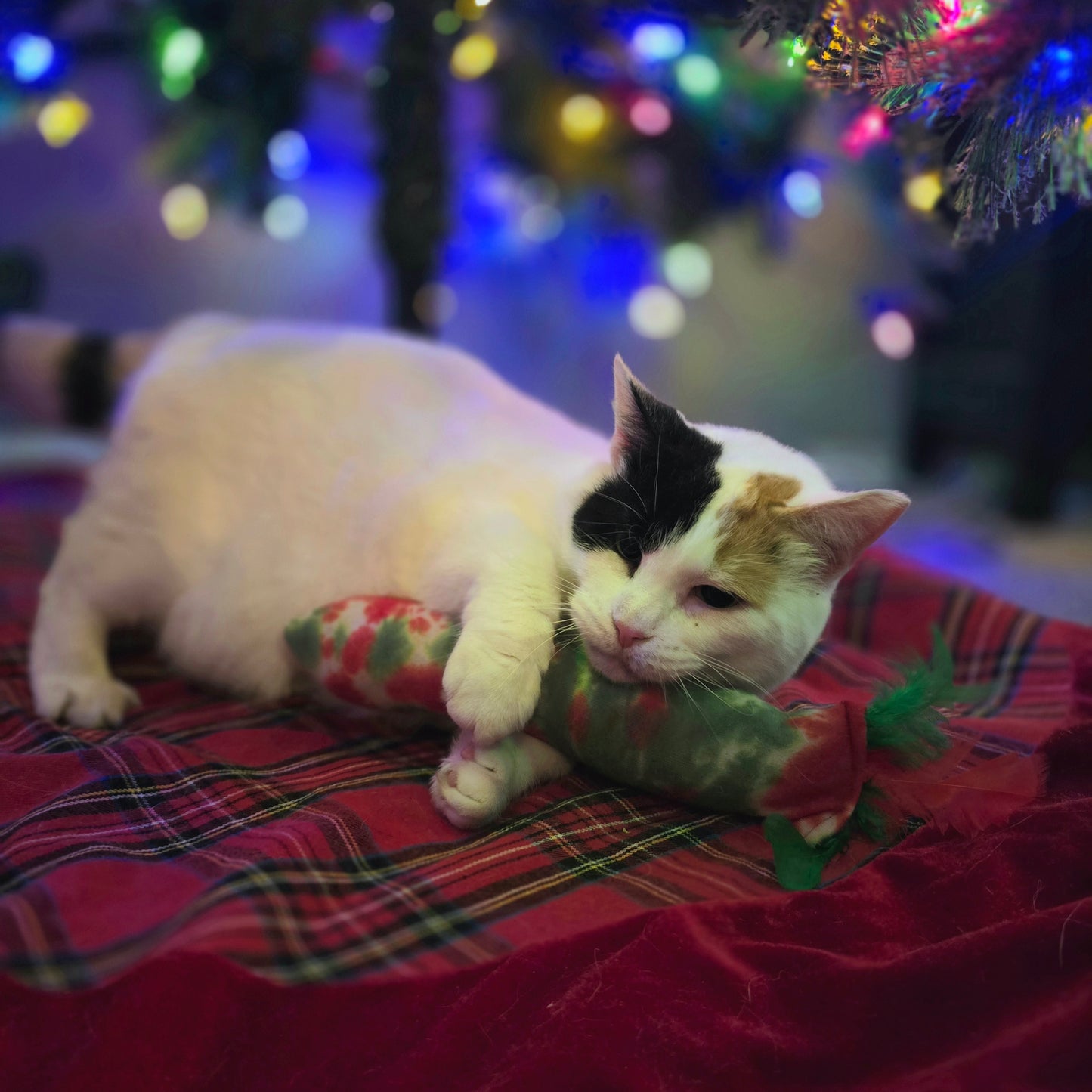 Catnip Kickers - Assorted Colors