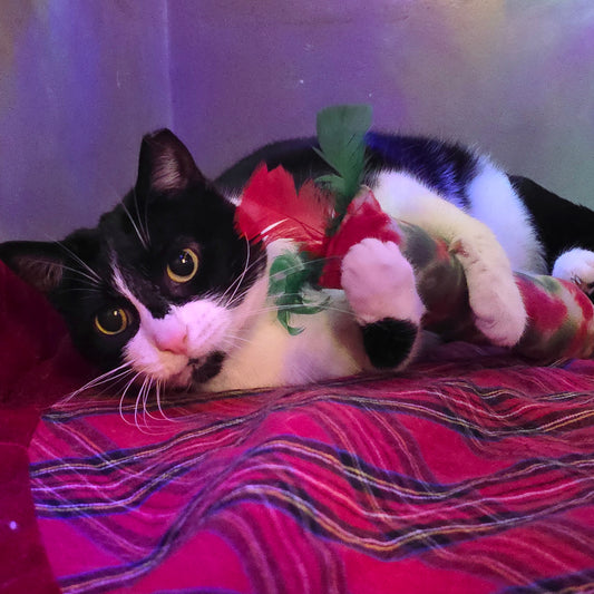 Catnip Kickers - Holiday Colors